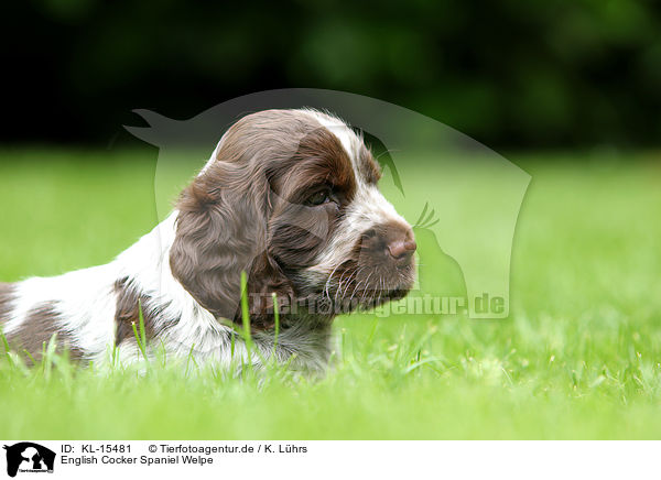 English Cocker Spaniel Welpe / English Cocker Spaniel Puppy / KL-15481