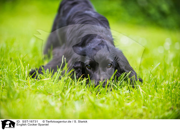 English Cocker Spaniel / English Cocker Spaniel / SST-16731