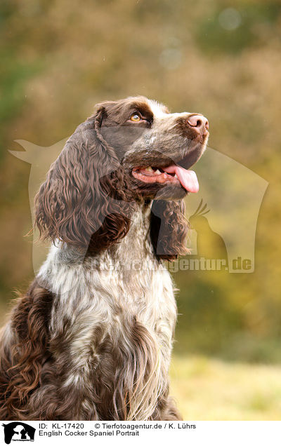English Cocker Spaniel Portrait / English Cocker Spaniel Portrait / KL-17420