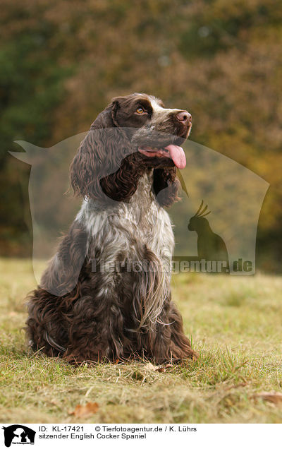 sitzender English Cocker Spaniel / sitting English Cocker Spaniel / KL-17421