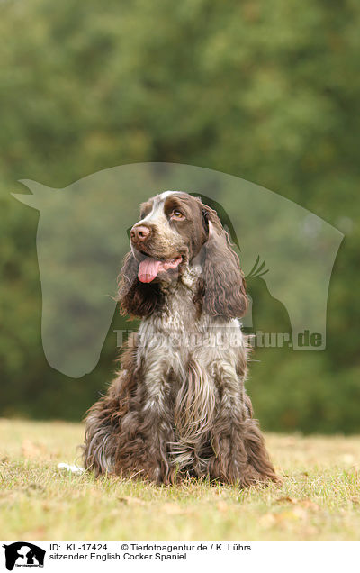 sitzender English Cocker Spaniel / sitting English Cocker Spaniel / KL-17424