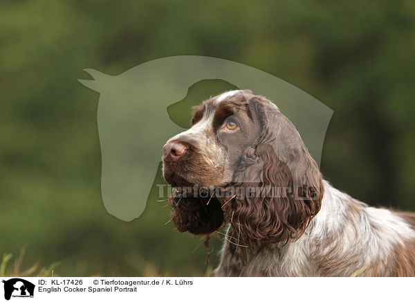 English Cocker Spaniel Portrait / English Cocker Spaniel Portrait / KL-17426