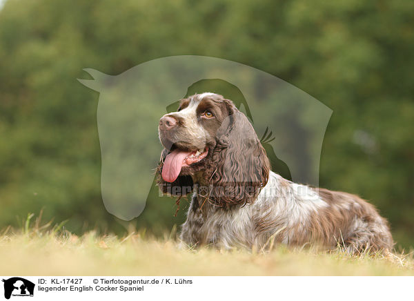 liegender English Cocker Spaniel / lying English Cocker Spaniel / KL-17427