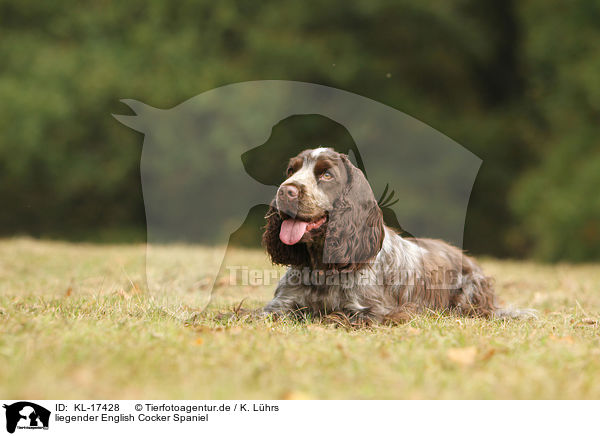 liegender English Cocker Spaniel / lying English Cocker Spaniel / KL-17428