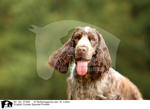 English Cocker Spaniel Portrait / English Cocker Spaniel Portrait / KL-17429