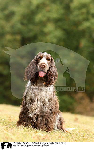 sitzender English Cocker Spaniel / sitting English Cocker Spaniel / KL-17430