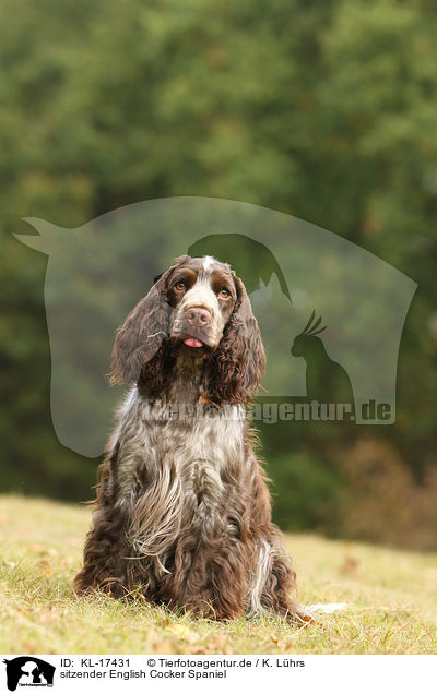sitzender English Cocker Spaniel / sitting English Cocker Spaniel / KL-17431