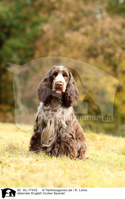 sitzender English Cocker Spaniel / sitting English Cocker Spaniel / KL-17432