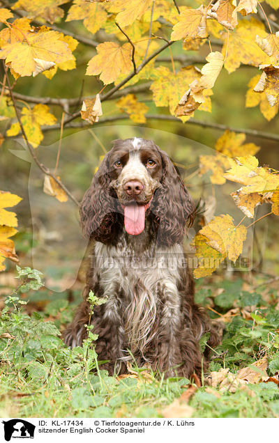 sitzender English Cocker Spaniel / sitting English Cocker Spaniel / KL-17434