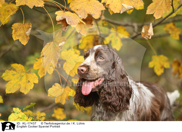 English Cocker Spaniel Portrait / English Cocker Spaniel Portrait / KL-17437