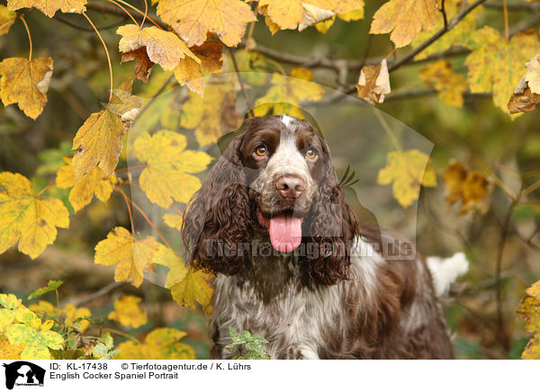 English Cocker Spaniel Portrait / English Cocker Spaniel Portrait / KL-17438