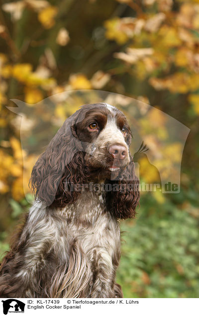 English Cocker Spaniel / English Cocker Spaniel / KL-17439