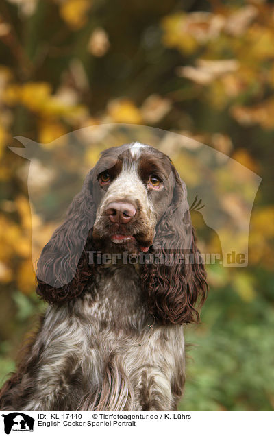 English Cocker Spaniel Portrait / English Cocker Spaniel Portrait / KL-17440