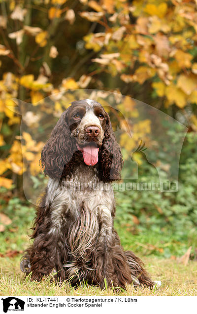 sitzender English Cocker Spaniel / sitting English Cocker Spaniel / KL-17441