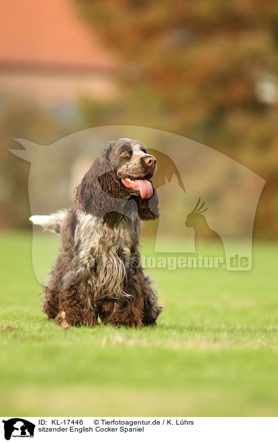 sitzender English Cocker Spaniel / sitting English Cocker Spaniel / KL-17446