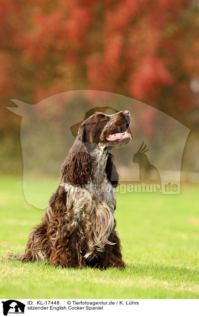 sitzender English Cocker Spaniel / sitting English Cocker Spaniel / KL-17448