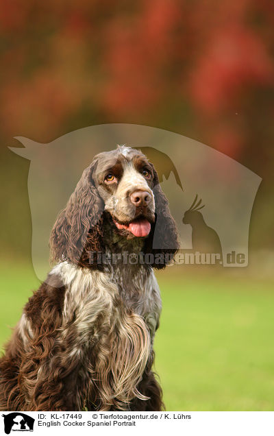 English Cocker Spaniel Portrait / English Cocker Spaniel Portrait / KL-17449
