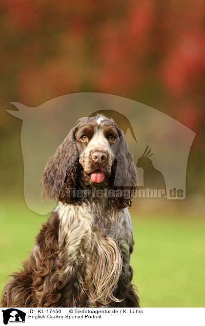 English Cocker Spaniel Portrait / English Cocker Spaniel Portrait / KL-17450