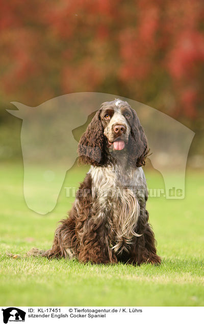 sitzender English Cocker Spaniel / sitting English Cocker Spaniel / KL-17451