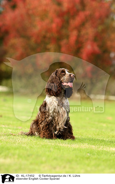 sitzender English Cocker Spaniel / sitting English Cocker Spaniel / KL-17452