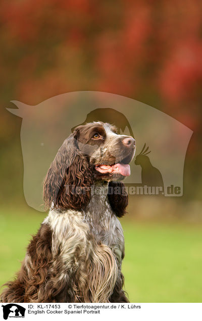 English Cocker Spaniel Portrait / English Cocker Spaniel Portrait / KL-17453