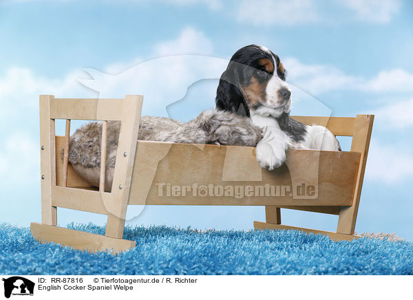 English Cocker Spaniel Welpe / English Cocker Spaniel Puppy / RR-87816