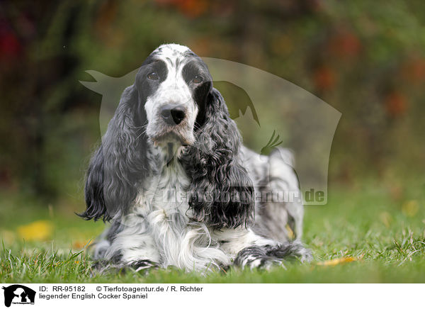 liegender English Cocker Spaniel / lying English Cocker Spaniel / RR-95182