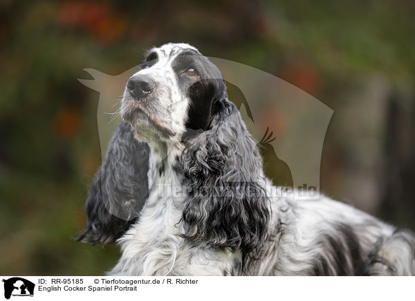 English Cocker Spaniel Portrait / English Cocker Spaniel Portrait / RR-95185