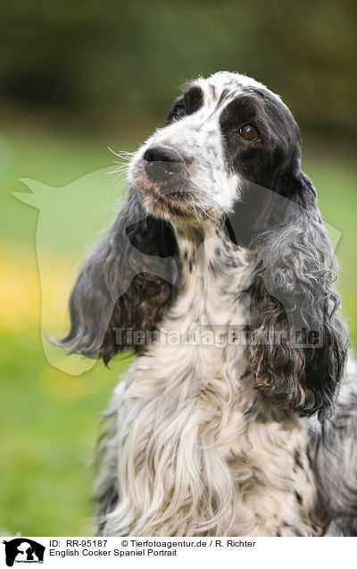 English Cocker Spaniel Portrait / English Cocker Spaniel Portrait / RR-95187