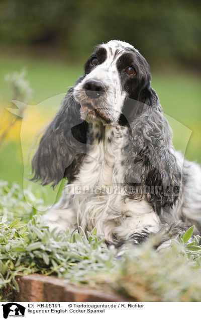 liegender English Cocker Spaniel / lying English Cocker Spaniel / RR-95191