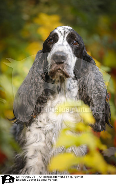 English Cocker Spaniel Portrait / English Cocker Spaniel Portrait / RR-95204