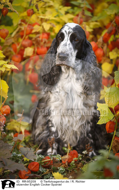 sitzender English Cocker Spaniel / sitting English Cocker Spaniel / RR-95209