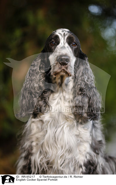 English Cocker Spaniel Portrait / English Cocker Spaniel Portrait / RR-95217