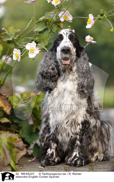 sitzender English Cocker Spaniel / sitting English Cocker Spaniel / RR-95227