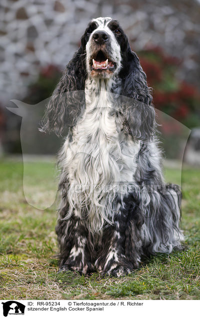 sitzender English Cocker Spaniel / sitting English Cocker Spaniel / RR-95234
