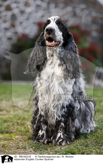 sitzender English Cocker Spaniel / sitting English Cocker Spaniel / RR-95235