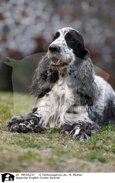 liegender English Cocker Spaniel / lying English Cocker Spaniel / RR-95237