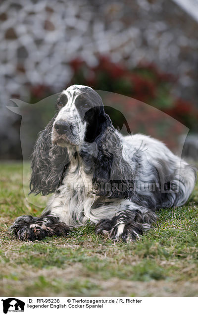 liegender English Cocker Spaniel / lying English Cocker Spaniel / RR-95238