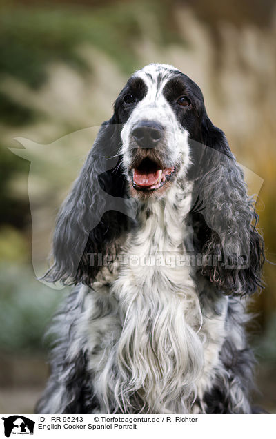 English Cocker Spaniel Portrait / English Cocker Spaniel Portrait / RR-95243