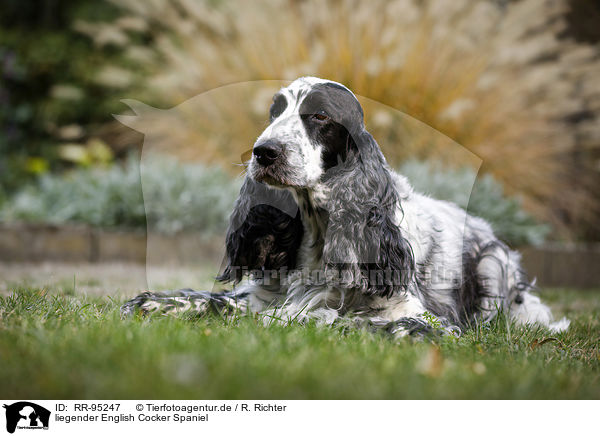 liegender English Cocker Spaniel / lying English Cocker Spaniel / RR-95247