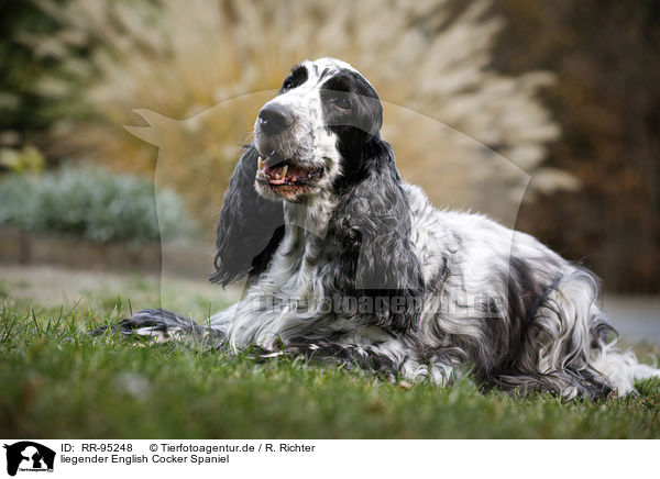 liegender English Cocker Spaniel / lying English Cocker Spaniel / RR-95248