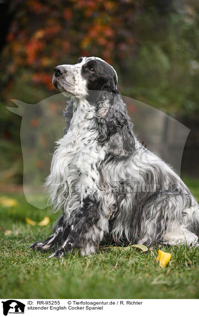sitzender English Cocker Spaniel / sitting English Cocker Spaniel / RR-95255