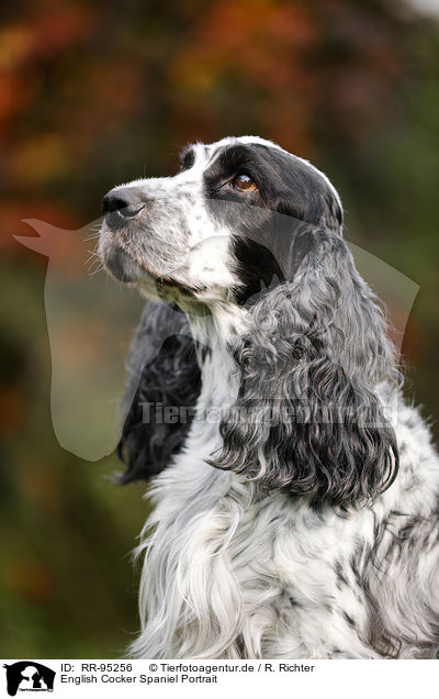 English Cocker Spaniel Portrait / English Cocker Spaniel Portrait / RR-95256