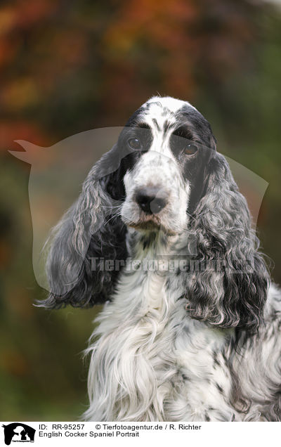 English Cocker Spaniel Portrait / English Cocker Spaniel Portrait / RR-95257