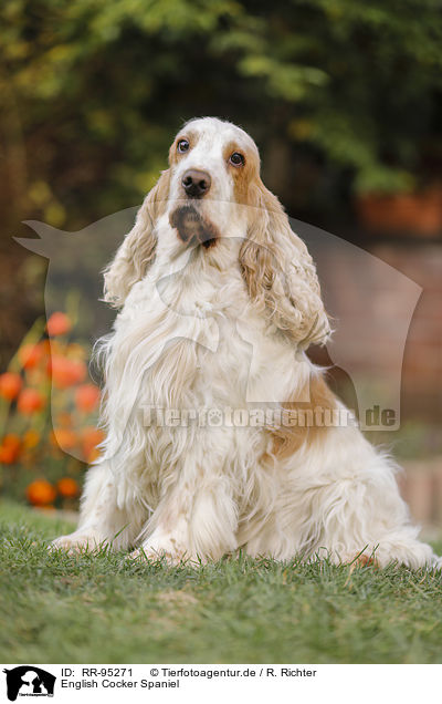 English Cocker Spaniel / English Cocker Spaniel / RR-95271