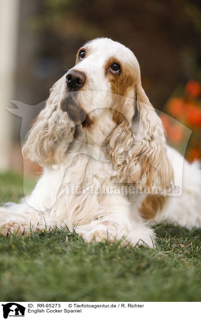 English Cocker Spaniel / English Cocker Spaniel / RR-95273