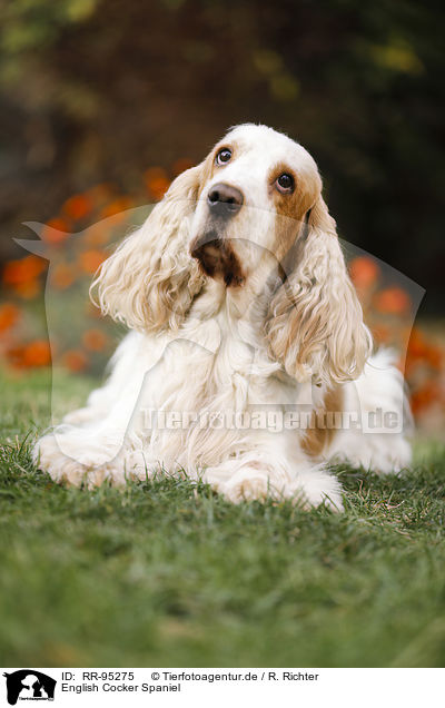 English Cocker Spaniel / English Cocker Spaniel / RR-95275