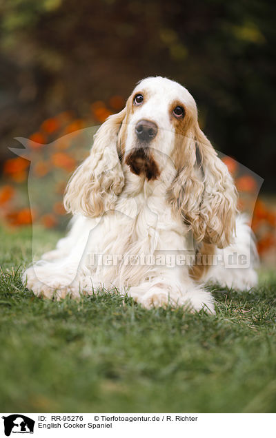 English Cocker Spaniel / English Cocker Spaniel / RR-95276