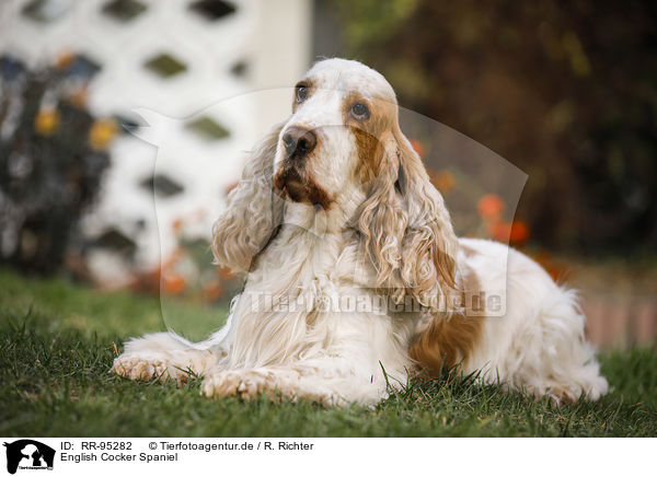 English Cocker Spaniel / English Cocker Spaniel / RR-95282