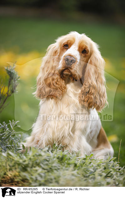 sitzender English Cocker Spaniel / sitting English Cocker Spaniel / RR-95285